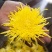 金丝皇菊