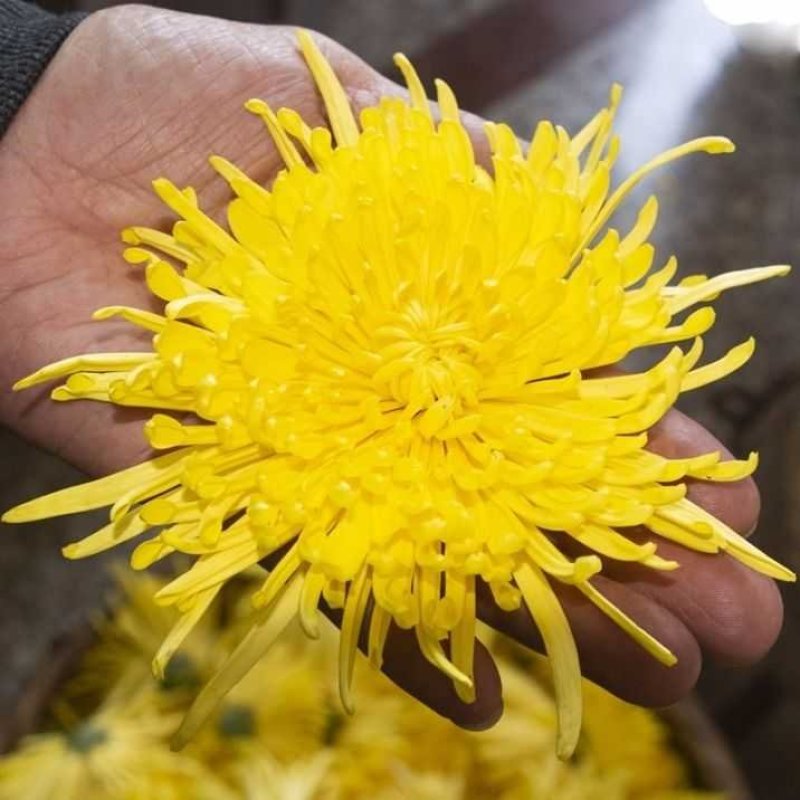 金丝皇菊