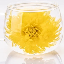 金丝皇菊