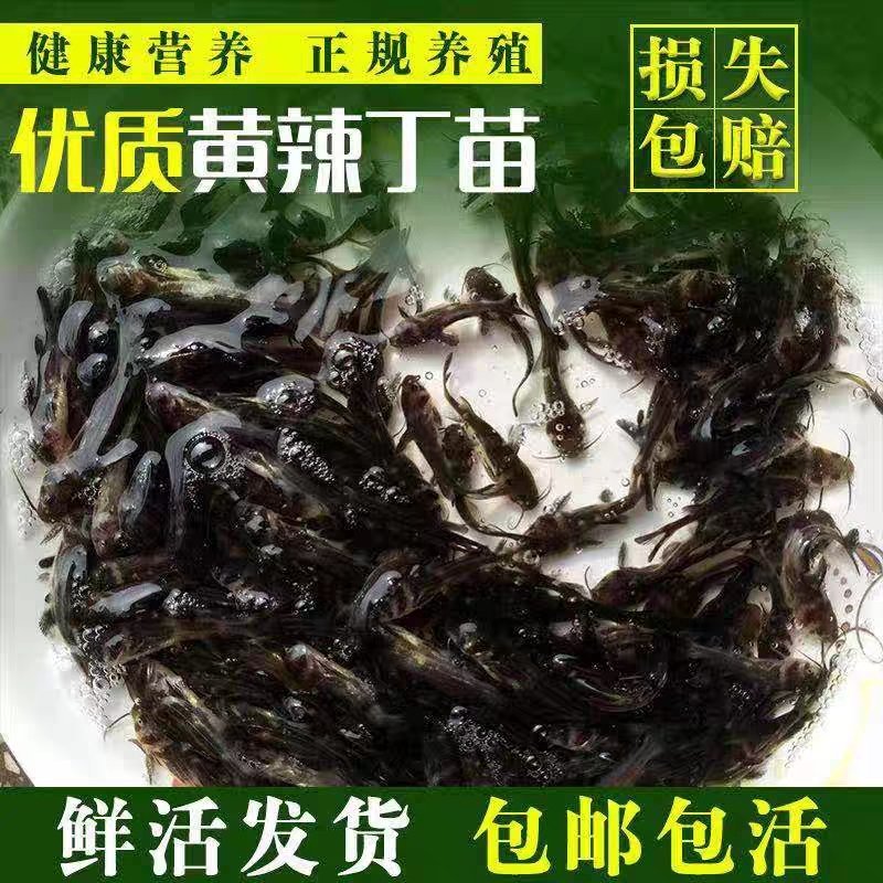 精品黄颡鱼苗，杂交不繁殖，特色养殖，欢迎订购