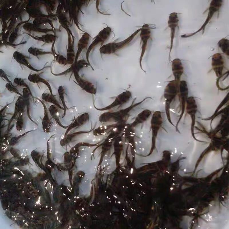 精品黄颡鱼苗，黄辣丁，包存活率，包质量，送货上门