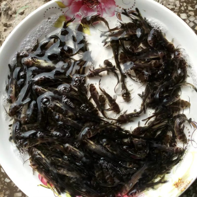 精品黄颡鱼苗，黄辣丁，包存活率，包质量，送货上门