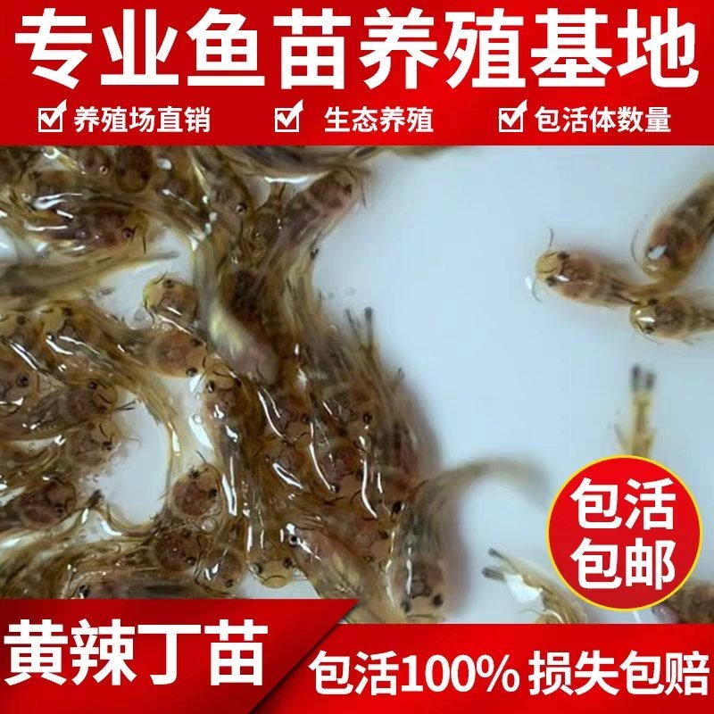 精品黄颡鱼苗，黄辣丁，包存活率，包质量，送货上门