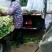 金乡西芹