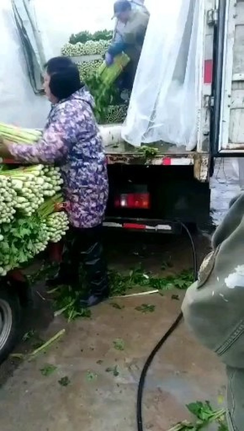 金乡西芹