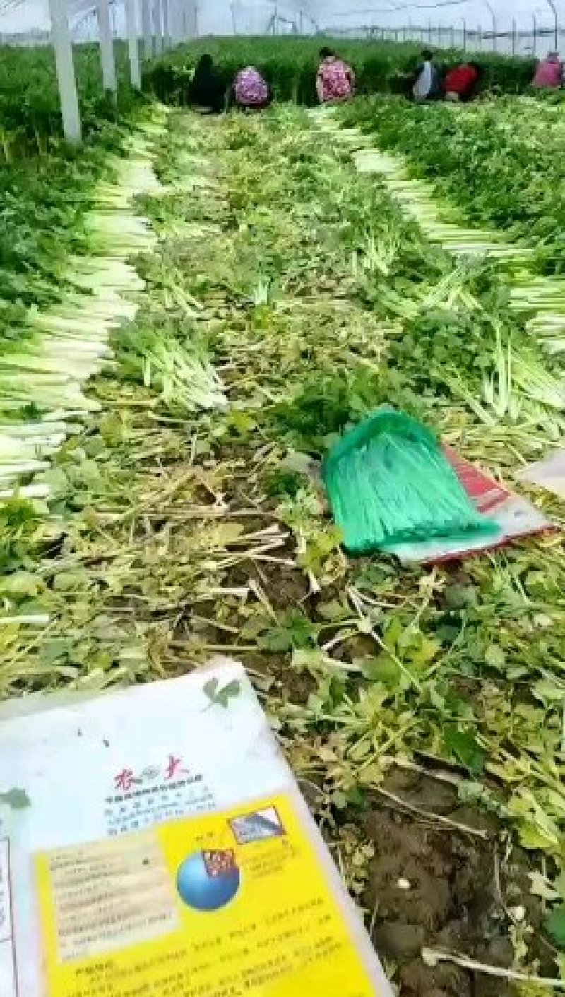 金乡西芹
