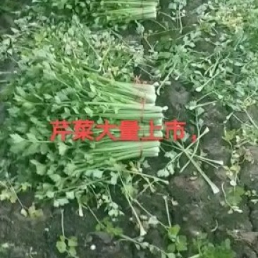 金乡西芹
