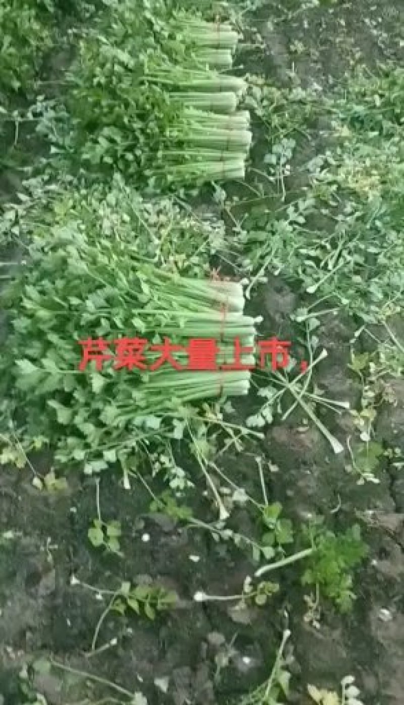 金乡西芹