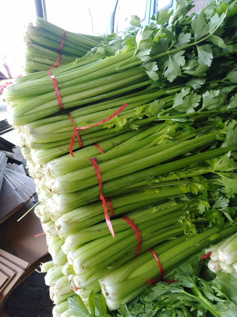 金乡西芹