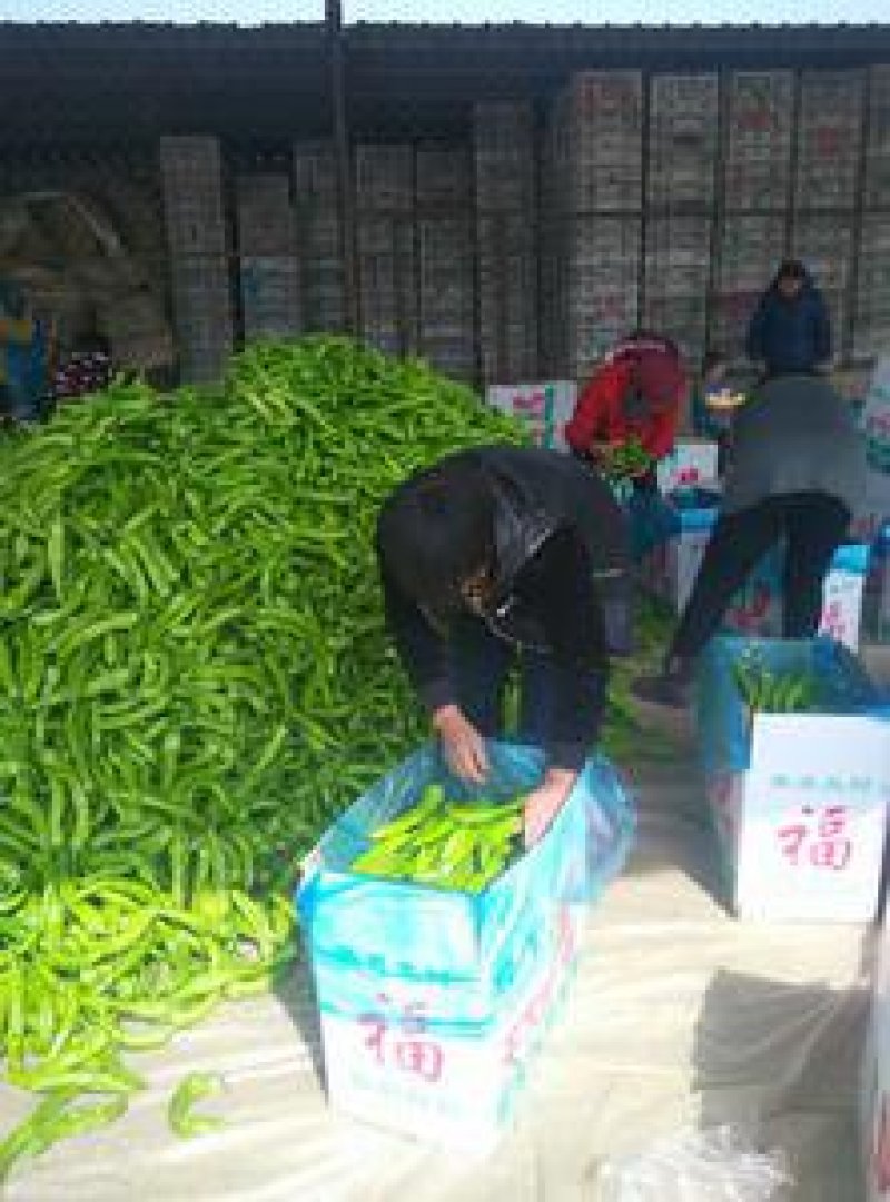 精品太空椒圆椒尖椒大量供应，产地代收，