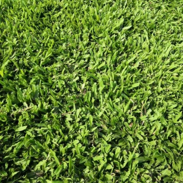 马尼拉草皮+大叶油草