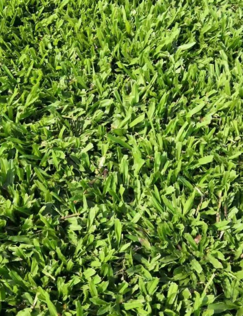 马尼拉草皮+大叶油草
