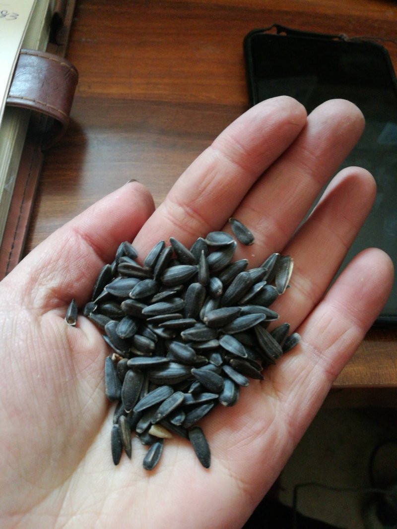 葵花油葵鸽粮/仓鼠粮/榨油用