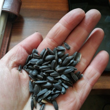 葵花油葵鸽粮/仓鼠粮/榨油用