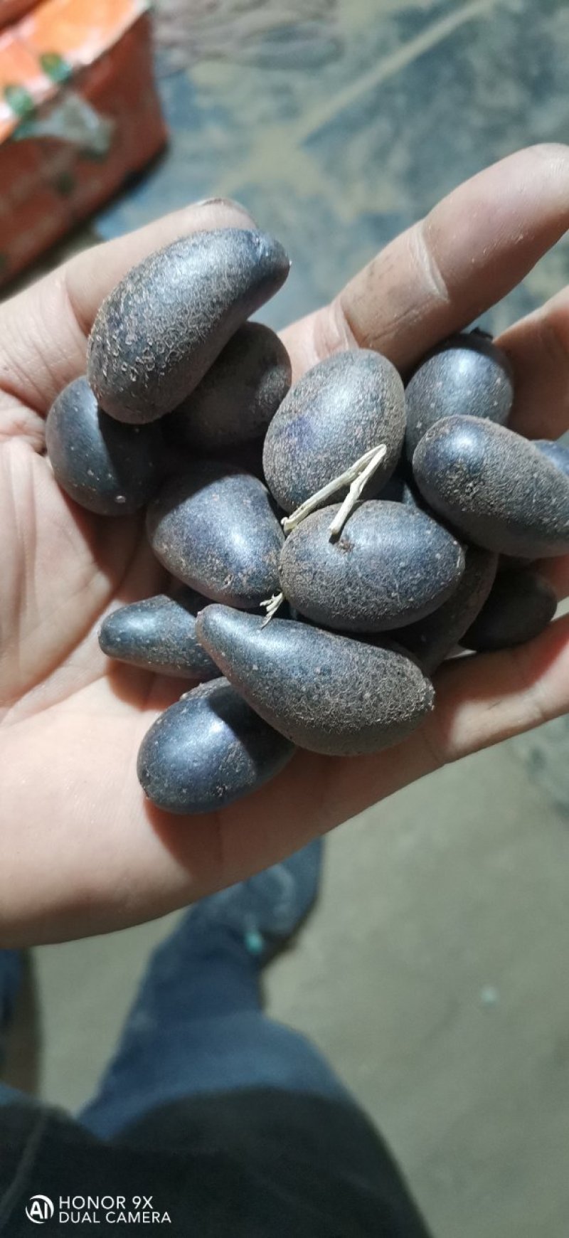 黑土豆，黑金刚，原原种，品质可靠，高产首选品系