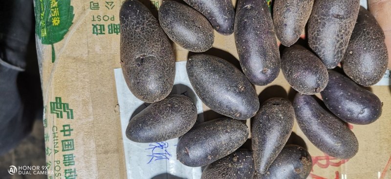 黑土豆，黑金刚，原原种，品质可靠，高产首选品系