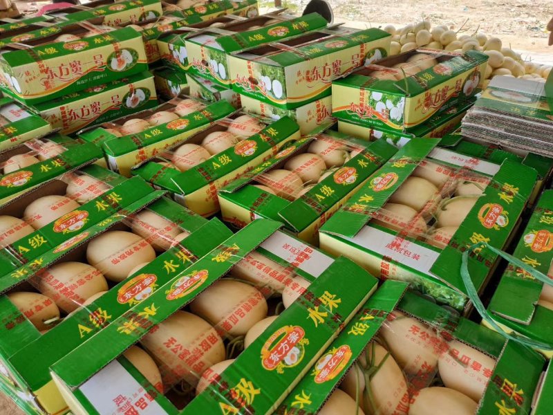 东方蜜甜瓜红金蜜甜瓜白里透红糖度高