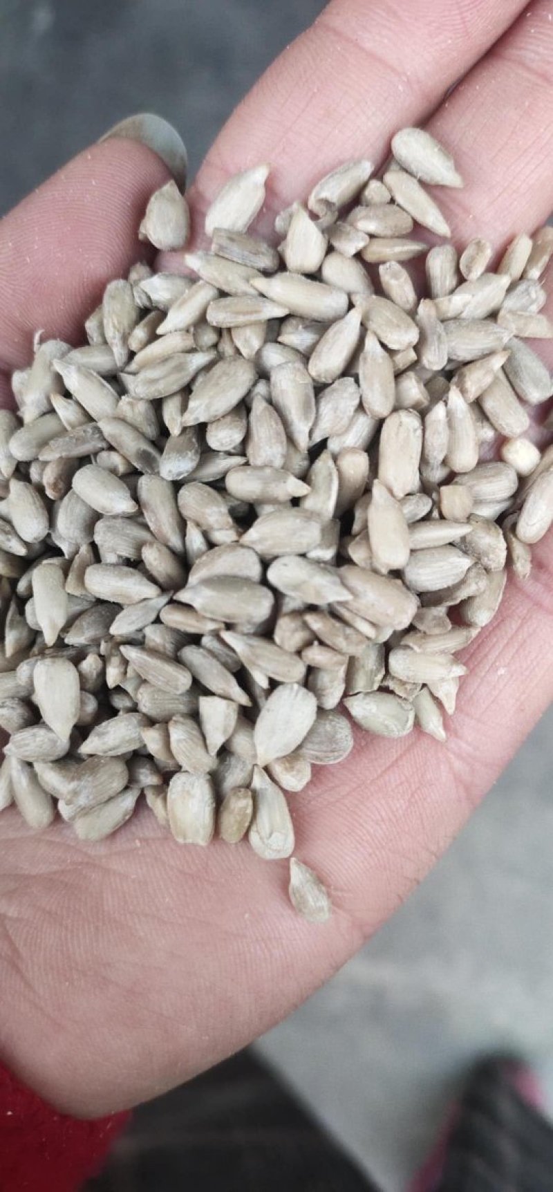 食品级葵花仁，炸油葵花仁，出油率高