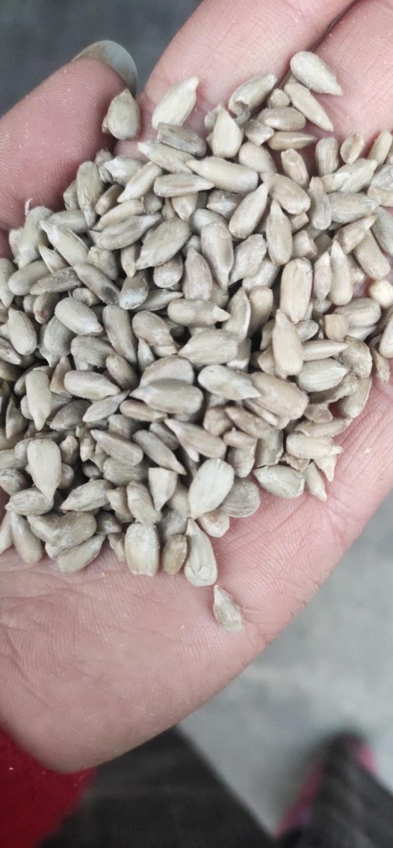 食品级葵花仁，炸油葵花仁，出油率高