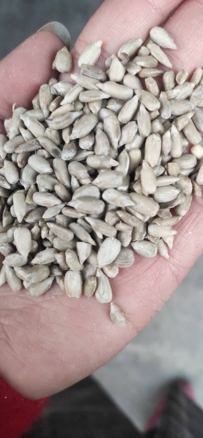 食品级葵花仁，炸油葵花仁，出油率高