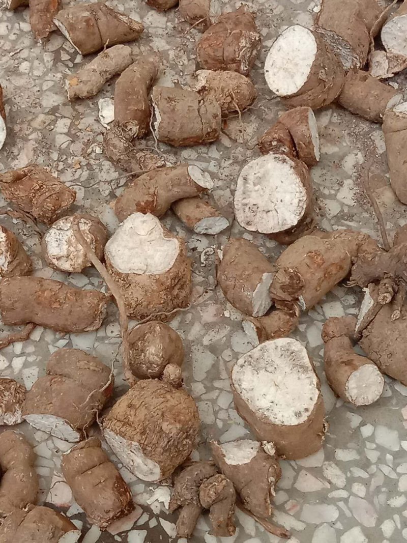 特级黄芪量大从优***电话咨询更优惠