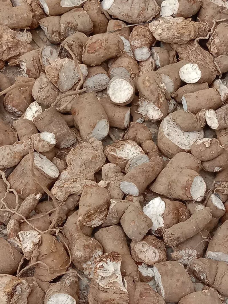 特级黄芪量大从优***电话咨询更优惠