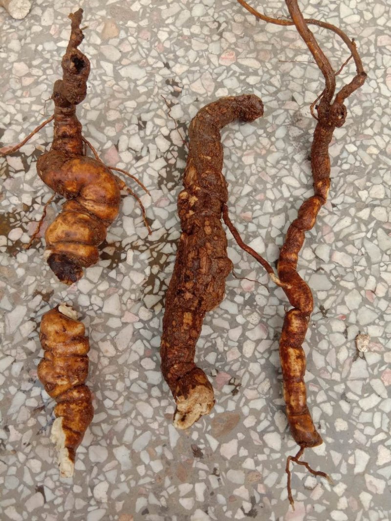特级黄芪量大从优***电话咨询更优惠