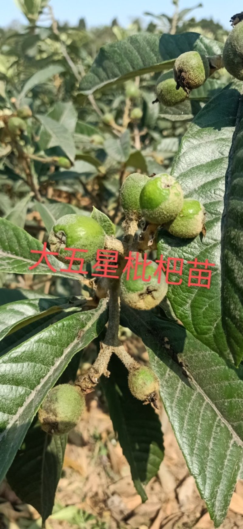大五星枇杷苗现挖现发。保证质量，尽快发货，支持线上交易。