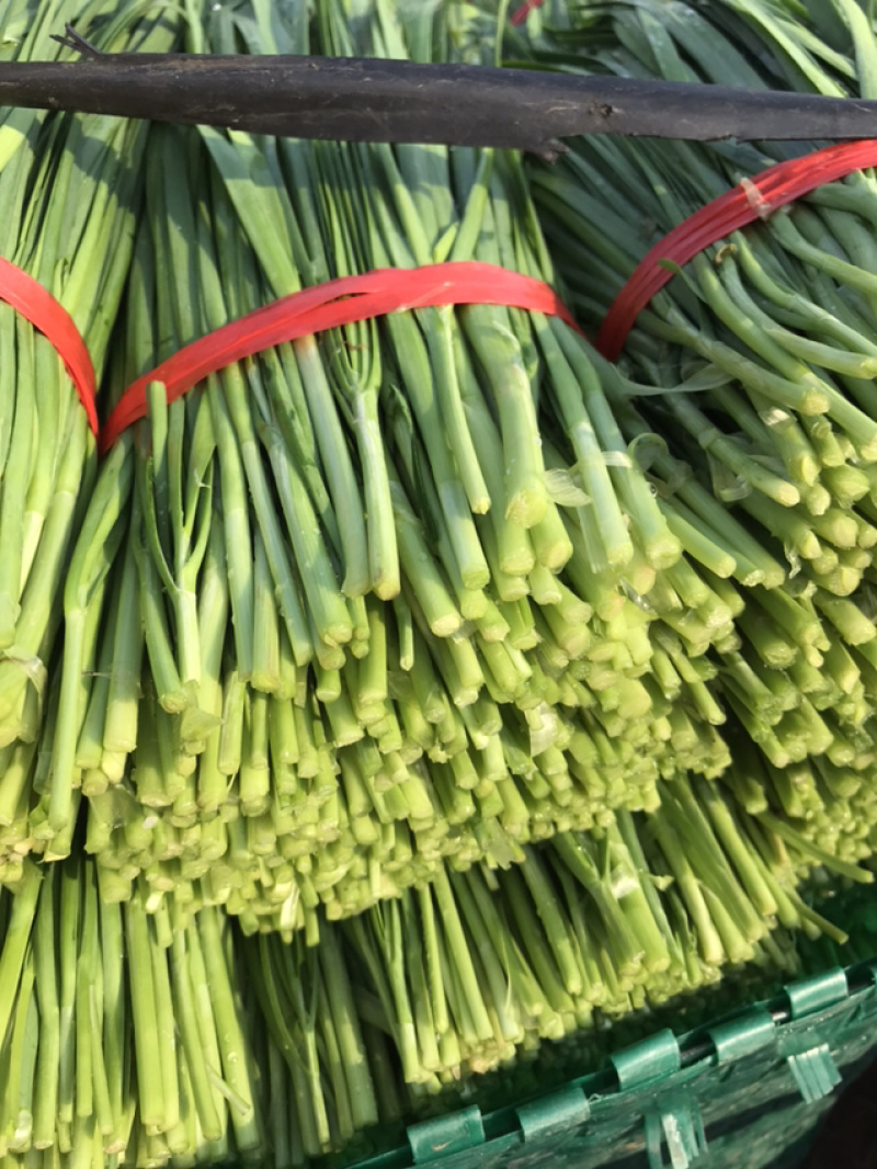 小叶韭菜净菜上车手工好根粗叶绿干菜水洗都可