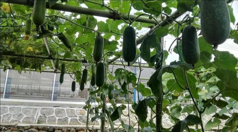 水果节瓜玉玲珑3号节瓜种子可生吃的高档节瓜新品种
