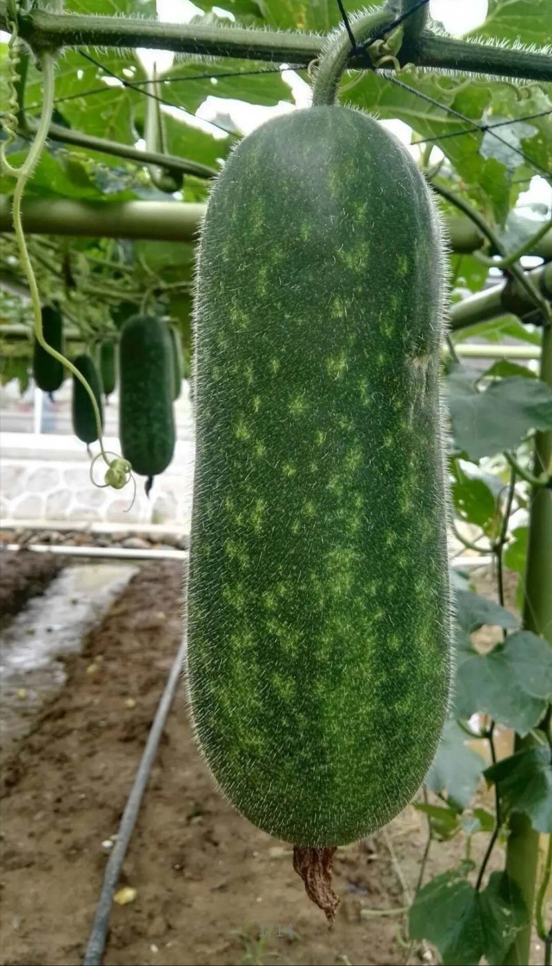 水果节瓜玉玲珑3号节瓜种子可生吃的高档节瓜新品种
