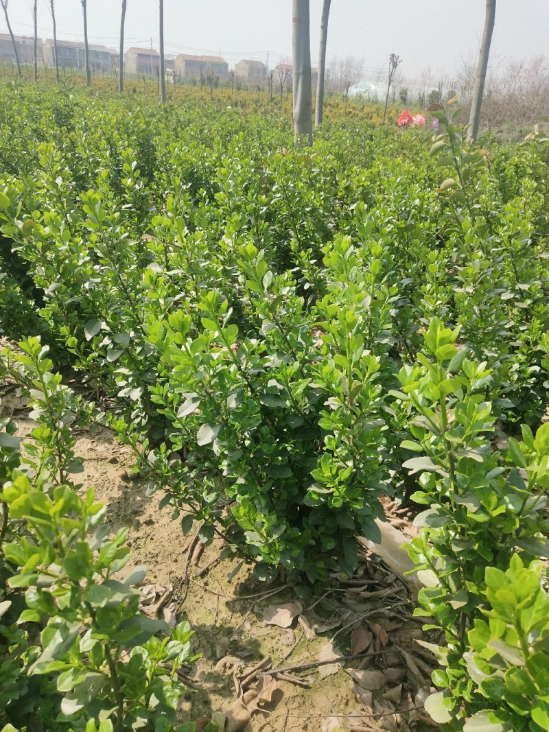 冠幅六十厘米卫矛球大量出售