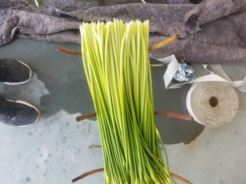 蒜薹