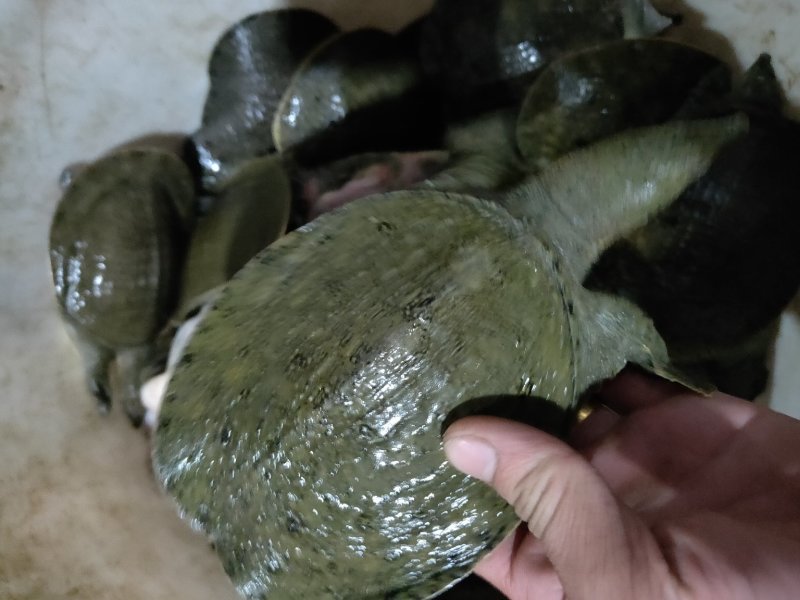 甲鱼苗