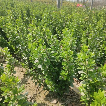 卫矛球60厘米冠幅大量出售