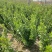 卫矛球60厘米冠幅大量出售