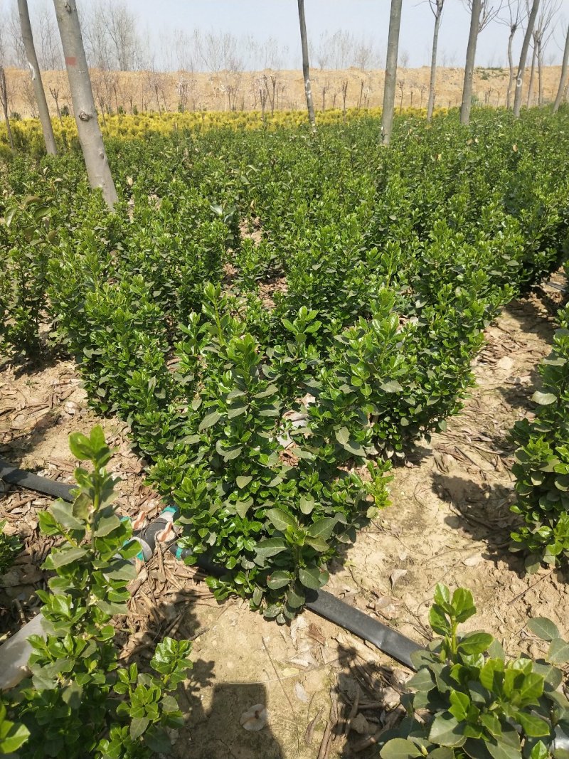 卫矛球60厘米冠幅大量出售