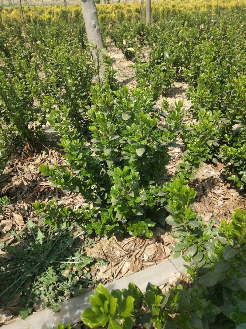 卫矛球60厘米冠幅大量出售