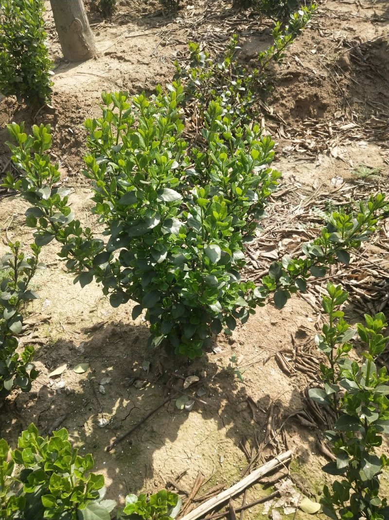卫矛球60厘米冠幅大量出售