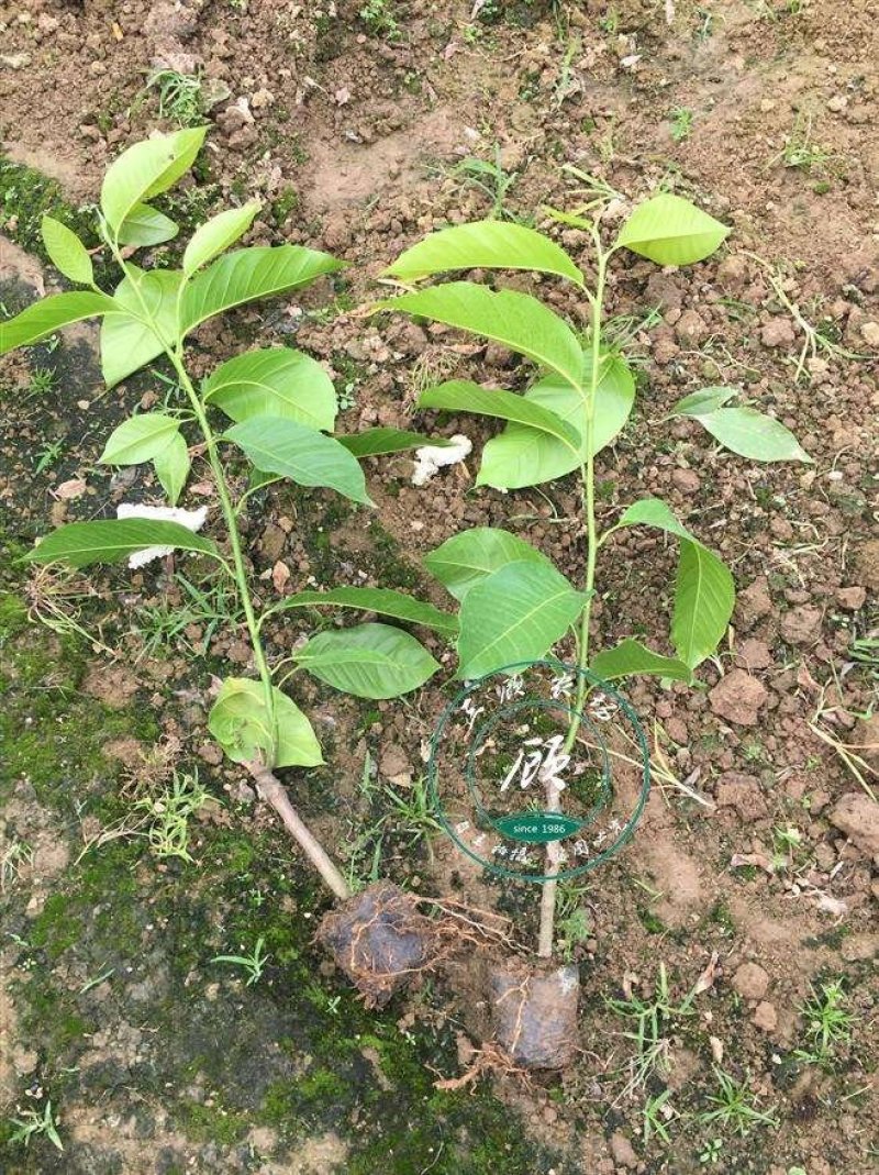 出售天女木兰小苗，天女木兰工程树