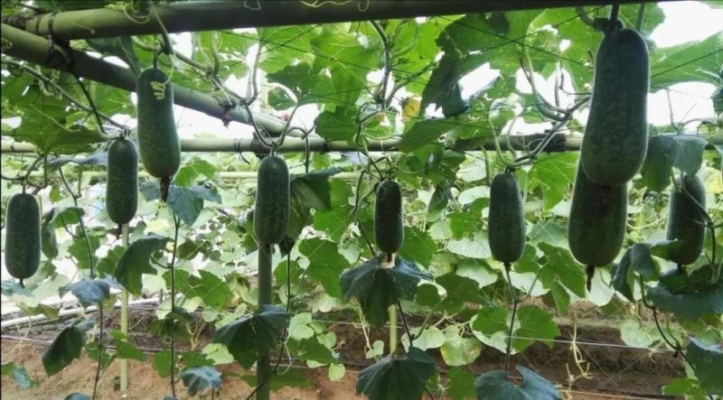 水果节瓜玉玲珑3号节瓜种子可生吃的高档节瓜新品种