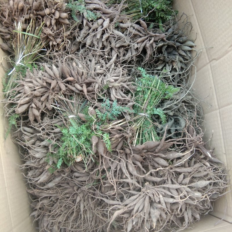 优质良种大天冬苗(天门冬苗