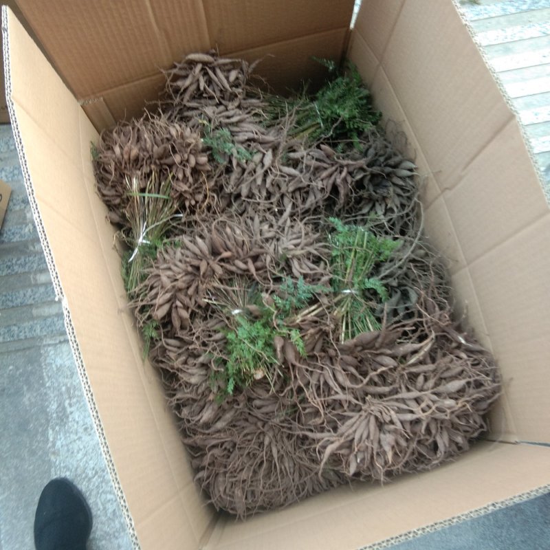 优质良种大天冬苗(天门冬苗