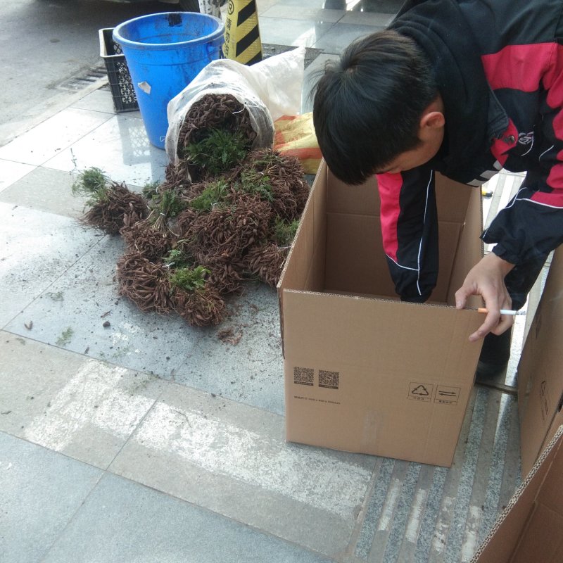 优质良种大天冬苗(天门冬苗