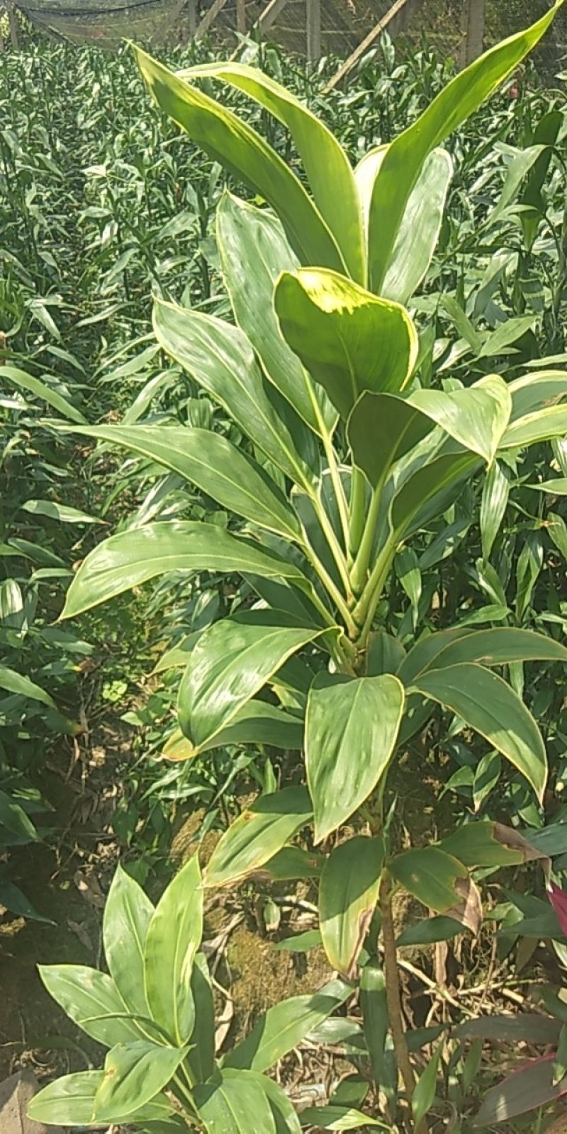 海南富贵竹基地直发，七彩娇，200扎起批。花瓶批（泰博）