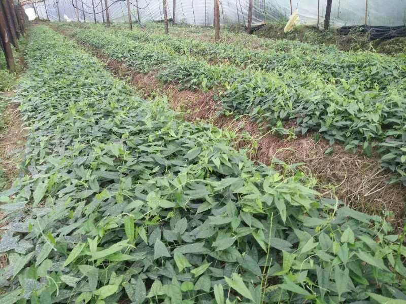 地苦胆块根苗直播苗金果揽苗甩卖，100棵起发货