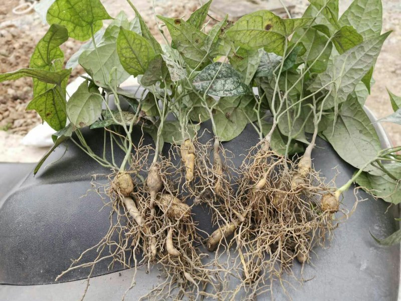 地苦胆块根苗直播苗金果揽苗甩卖，100棵起发货