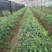 地苦胆块根苗直播苗金果揽苗甩卖，100棵起发货