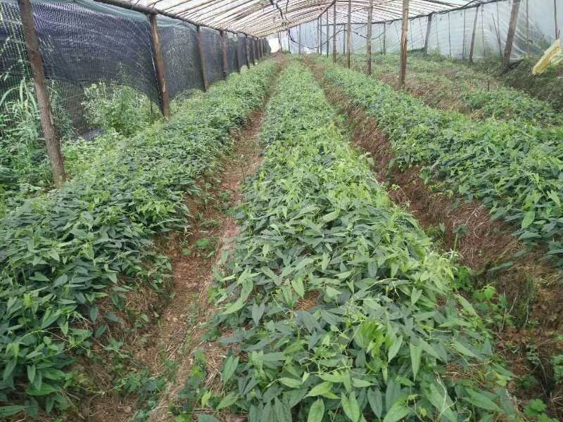 地苦胆块根苗直播苗金果揽苗甩卖，100棵起发货