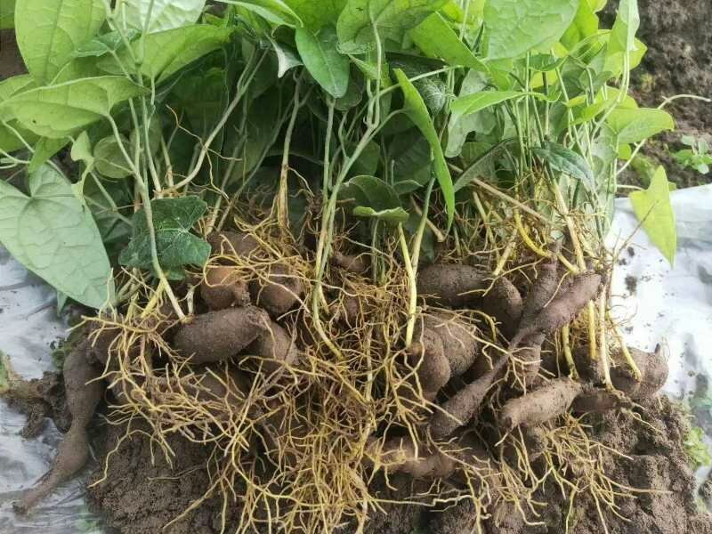 地苦胆块根苗直播苗金果揽苗甩卖，100棵起发货